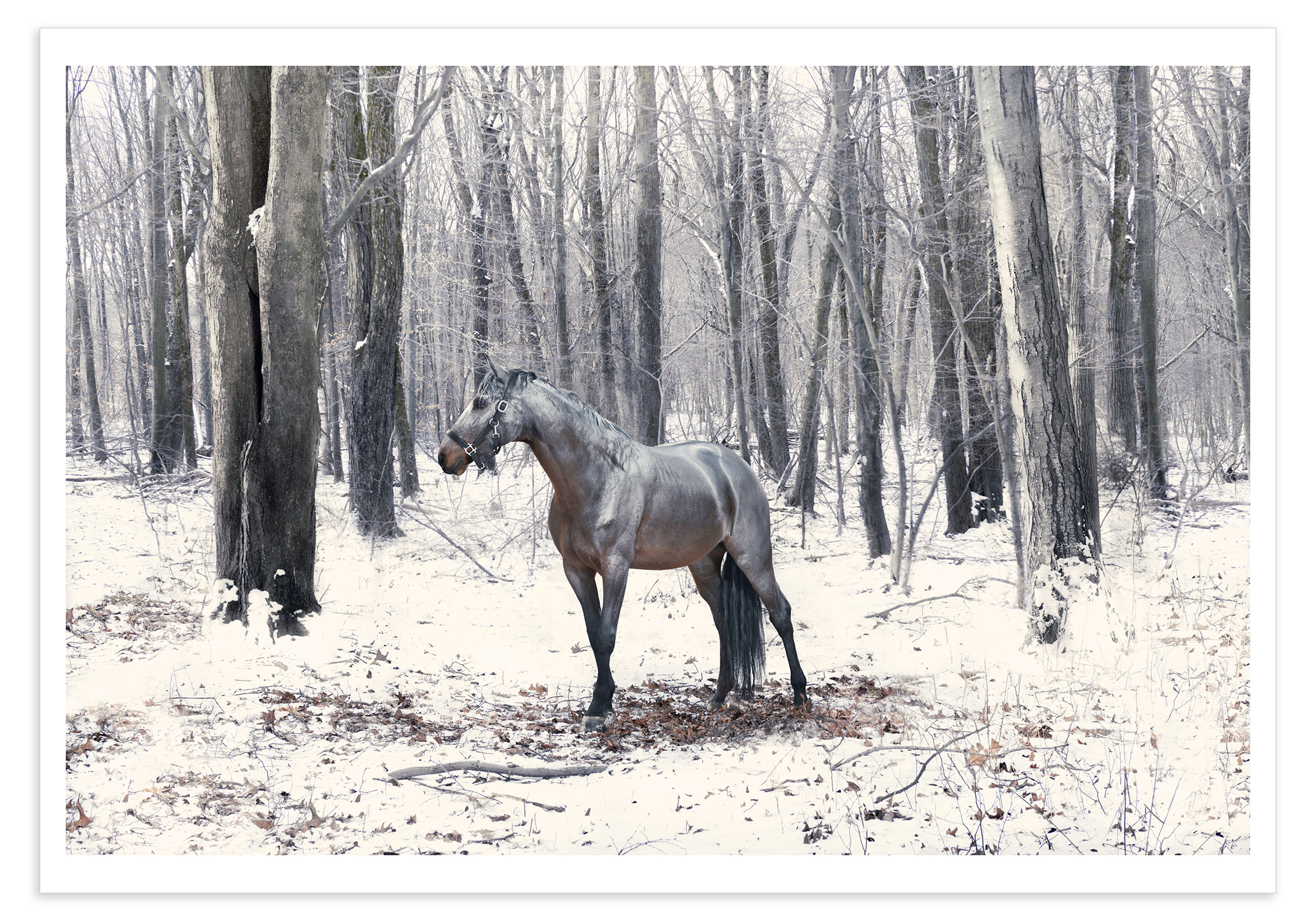 Equine photography, horse photography and equestrian photography by commercial photographer Monica Stevenson